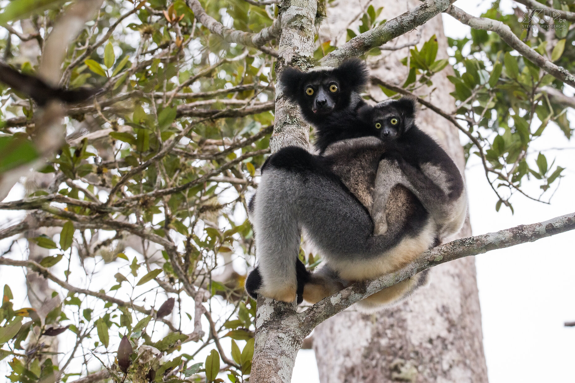 Andasibe - Indri with baby The indri (Indri indri) is the largest living lemur and they live in the lowland and montane forests of a small part of the east coast of Madagascar. It is a very special animal but it can be easily seen in the rainforests of Andasibe and Mantadia. They can reach nearly 120cm and they weigh between 6 and 9.5kg.  The indri is well known for its impressive loud and distinctive songs. If you've heard it once, you will not forget it. Stefan Cruysberghs